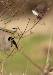 Tree Swallows with juvenile