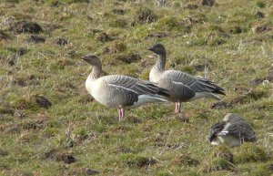 Pink-footed Goose