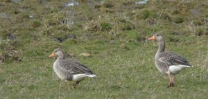 Greylag Goose