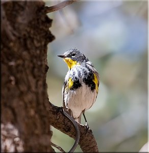 Yellow-rumped Beauty