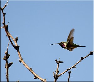 Flying Jewel