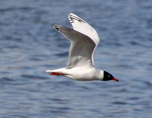 Med Gull