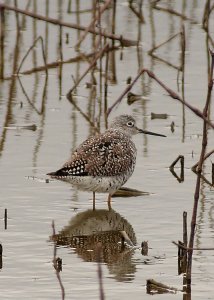 Lesser yellowlegs?