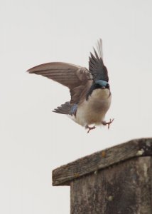 tree swallow landing