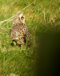 Short Eared Owl