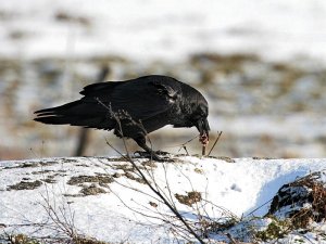 Raven eats some more...
