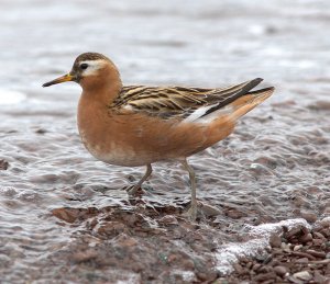 Grey/Red Phalarope male in Svalbard