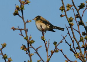 Willow Warbler