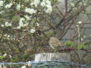 Pipit on a post