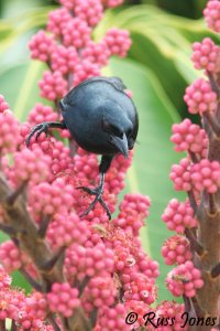 cuban blackbird