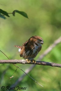 cuban pygmy owl