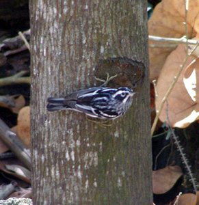 Blach and White Warbler