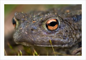 Common Toad UK