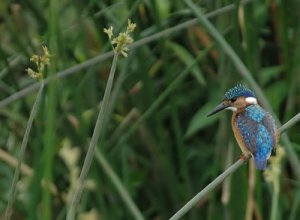 Malachite Kingfisher