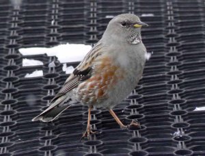 Alpine Accentor