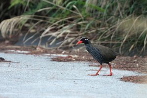 Okinawa Rail