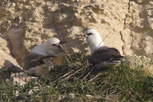 Fulmars