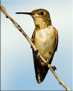 Female Rufous Hummingbird Portrait