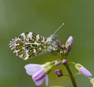 Orange Tip