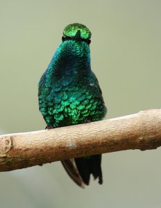 Western Emerald (Hummingbird)
