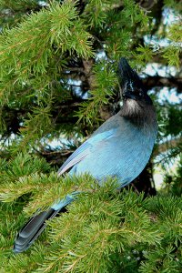 Sterller's jay