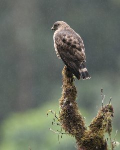 Broad-winged Hawk