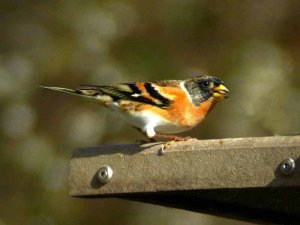 Brambling