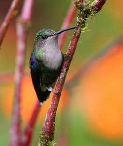 Green-crowned Woodnymph (F)