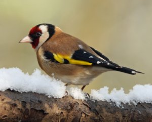 GOLDFINCH IN THE SNOW