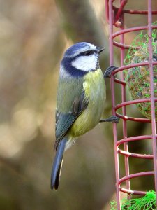 bluetit