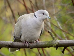 collared dove