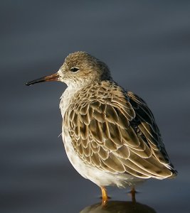 plumage variation of ruff