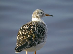 plumage variation of ruff