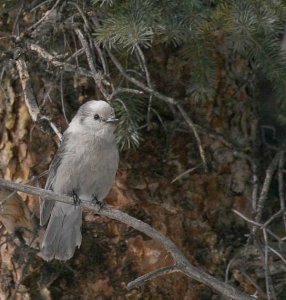 Gray Jay