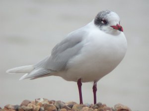 Mediterranean Gull