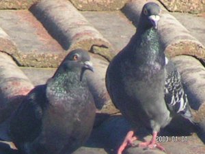 Rock Dove's