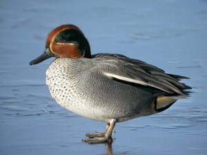 teal on ice