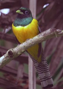 Black-throated Trogon