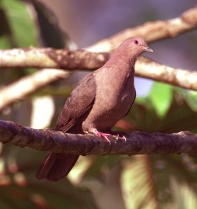 Short-billed Pigeon