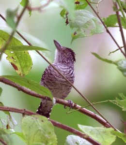 Barred Antshrike