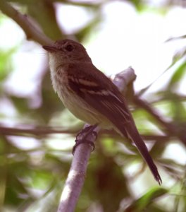 Bran-coloured Flycatcher