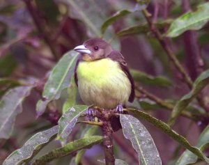 Flame-rumped Tanager