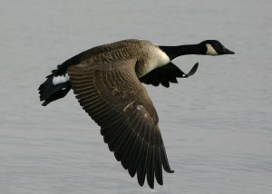 Flying Canada Goose