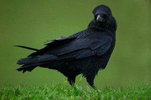 Carrion Crow