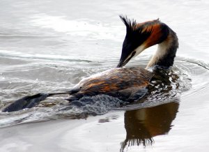 Great Crested Grebe