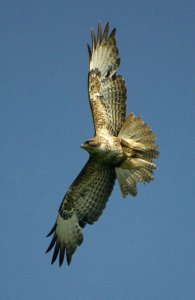 Flying Common Buzzard