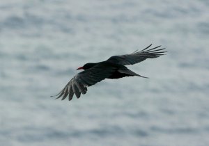 Flying Chough