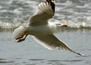 Flying Herring Gull