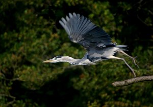 Flying Heron