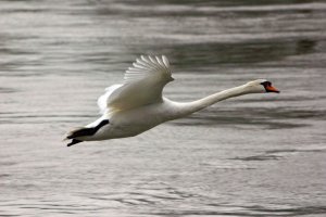 Mute Swan